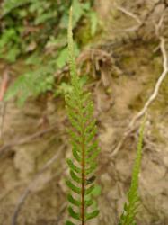 Blechnum zeelandicum. Fertile frond with long terminal pinna segment.
 Image: L.R. Perrie © Te Papa CC BY-NC 3.0 NZ